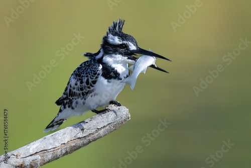 Pied Kingfisher (Ceryle rudis) sitting on the branch with fish in beak