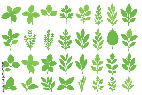Hand-drawn culinary herb illustrations on green background