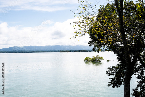 Beautiful mountain tree on the lake