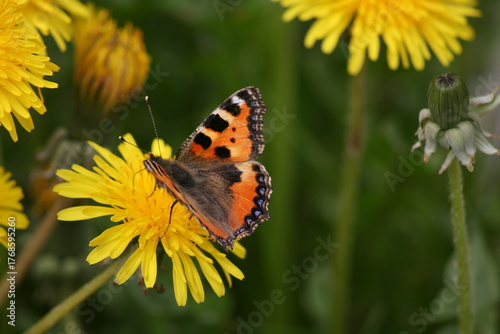 Papillon La petite Tortue qui butine sur un pissenlit