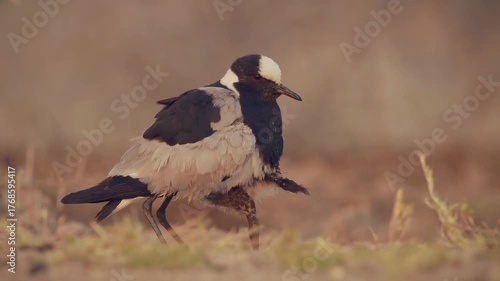 Wallpaper Mural Blacksmith Lapwing or blacksmith plover - Vanellus armatus is black and white and grey bird commonly from Kenya through central Tanzania to southern and southwestern Africa, female covers its chicks. Torontodigital.ca