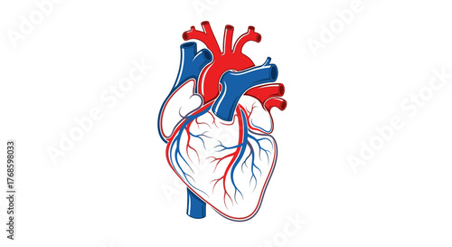 Detailed anatomical heart illustration in vibrant red and blue, perfect for medical education, healthcare marketing, or science publications needing precision and clarity
