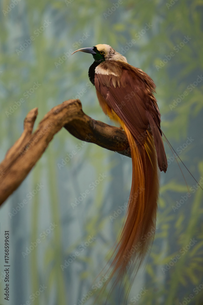 Naklejka premium Raggiana bird of paradise Paradisaea raggiana sitting on wood in garden