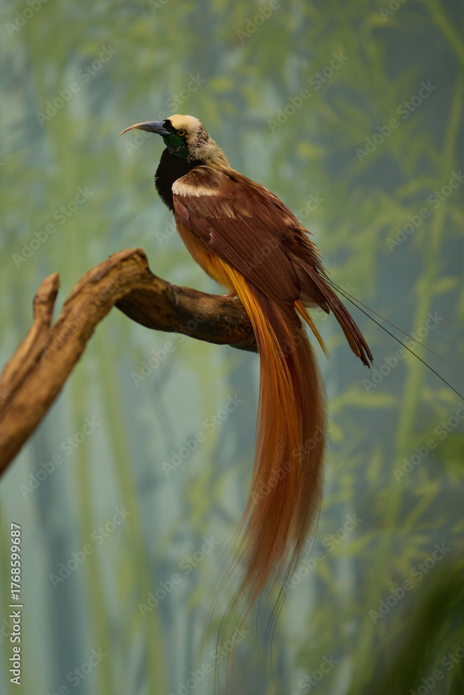 Naklejka premium Raggiana bird of paradise Paradisaea raggiana sitting on wood in garden