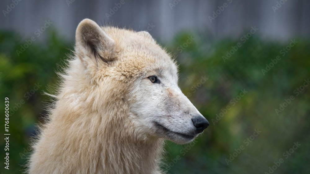 Obraz premium White Wolf Standing in a Field