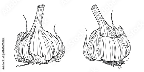Set, clip art of monochrome botanical fragrant spice drawing of head of garlic isolated on white background. Graphic hand drawn ink black and white vector. Good for cooking, medicinal, tea, and garden