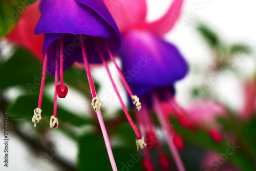 fuchsia flowers purple and pink, petals and leaves