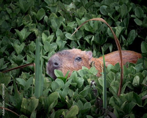 Capybara in Water Searching for Food