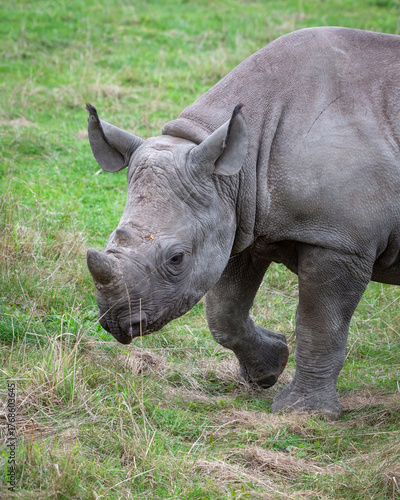 Black Rhinoceros Calf Walking on Grass