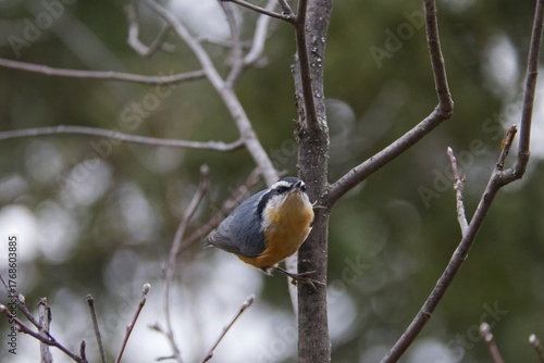 A Red-breasted Nuthatch in a Tree