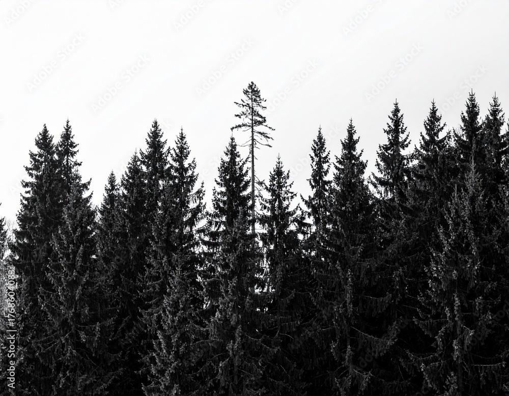 Obraz premium Coniferous forest on a white background