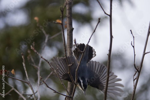 A Red-breasted Nuthatch diving from a Branch