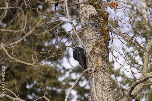 A Pileated Woodpecker in a Tree