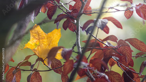 A golden maple leaf among red autumn branches, bathed in warm sunlight against a blurred natural background