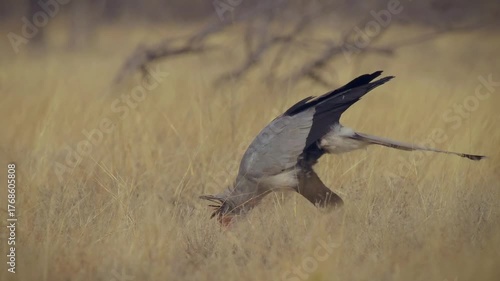 Secretarybird or Secretary Bird - Sagittarius serpentarius large terrestrial bird of prey walks and hunts in the savannah on very long legs, endemic to Africa in grassland.