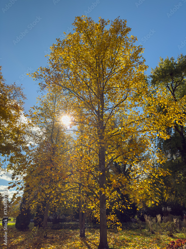 Fototapeta premium Bright Sun Flare Golden Autumn Tree Canopy