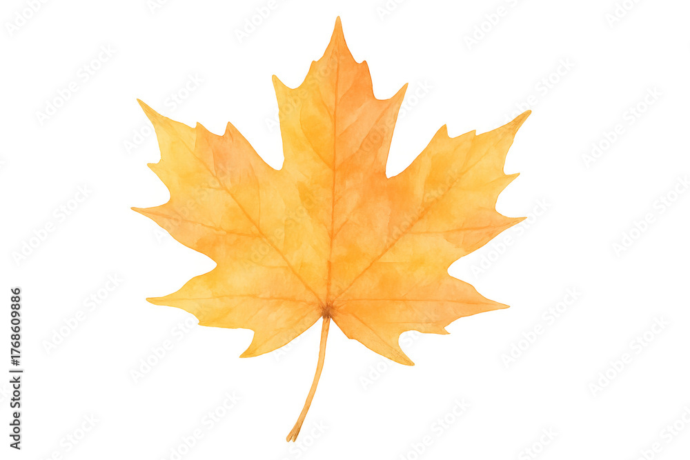 Fototapeta premium Autumn maple leaf showing vibrant orange and yellow colors with transparent background, symbolizing fall season and nature change