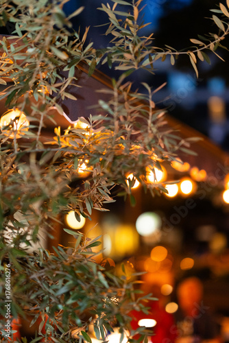 Olive Tree Branches with Evening Lights