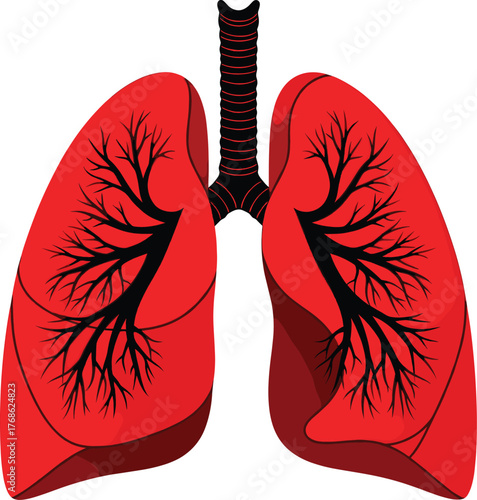 Human lungs and trachea detailed anatomical pictogram. Respiratory system medical illustration for education and health