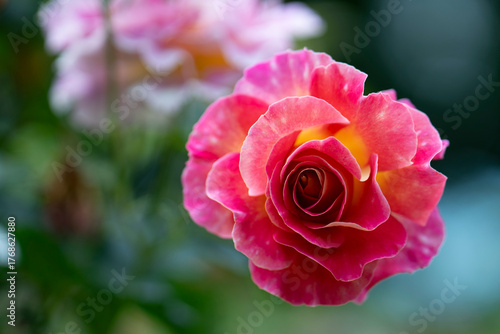 Peace rose with rich yellow pink petals in summer garden