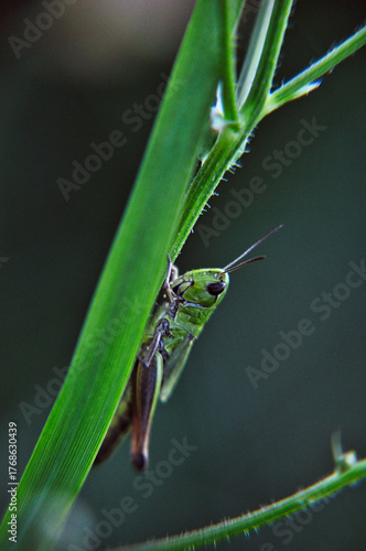 green grasshopper sitting on a blade of grass closeup