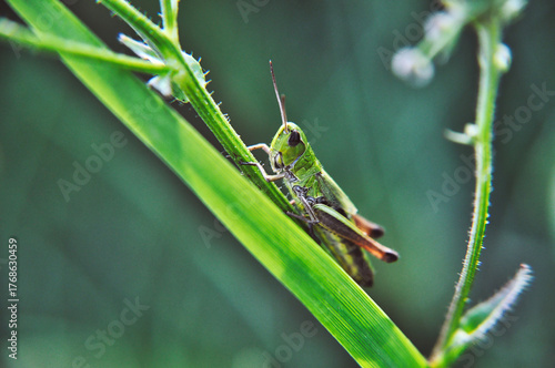 green grasshopper sitting on a blade of grass closeup
