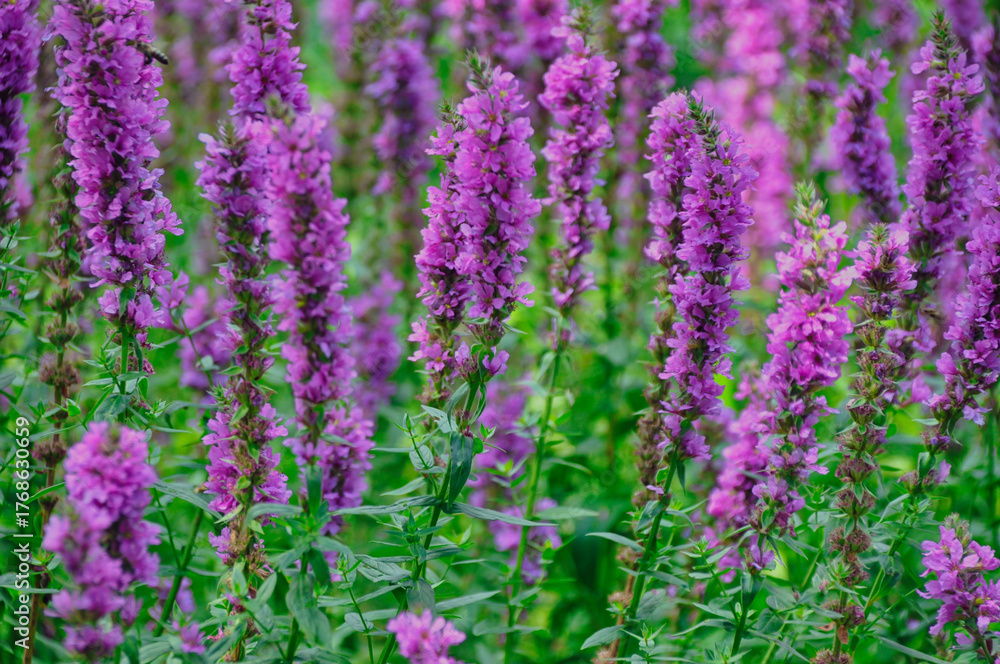 Obraz premium purple flowers in a meadow in the mountains lythrum virgatum