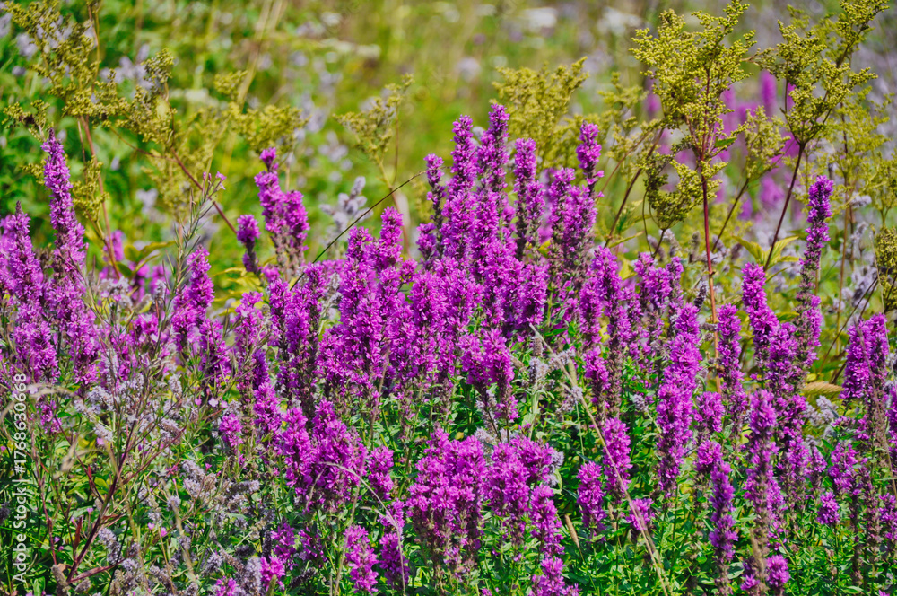 Fototapeta premium purple flowers in a meadow in the mountains lythrum virgatum