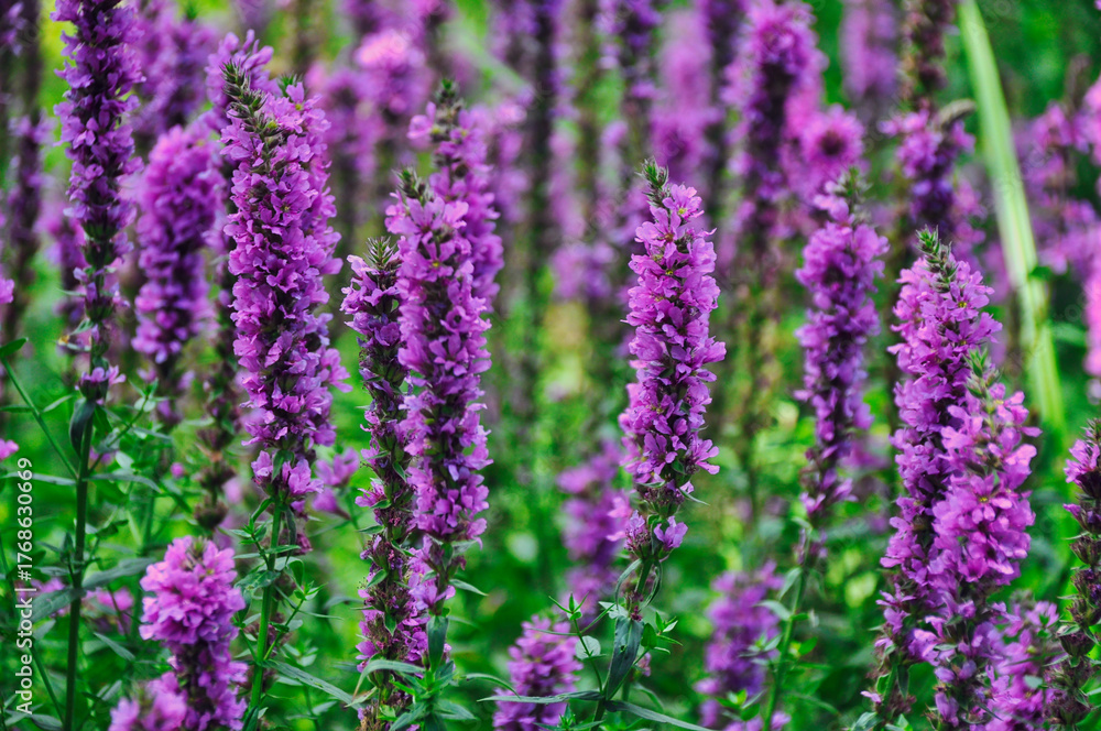 Obraz premium purple flowers in a meadow in the mountains lythrum virgatum
