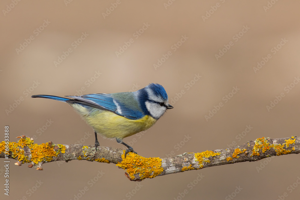 Obraz premium Eurasian Blue Tit standing sideways on a lichen branch