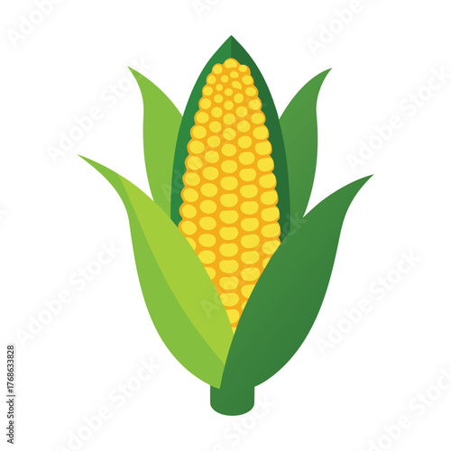 Corn on the cob vector illustration set of fresh maize and vegetables