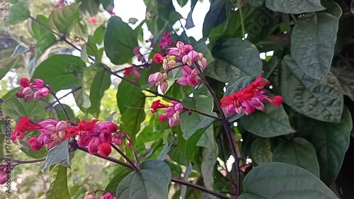 footage video of bleeding heart vine or clerodendrum thomsoniae