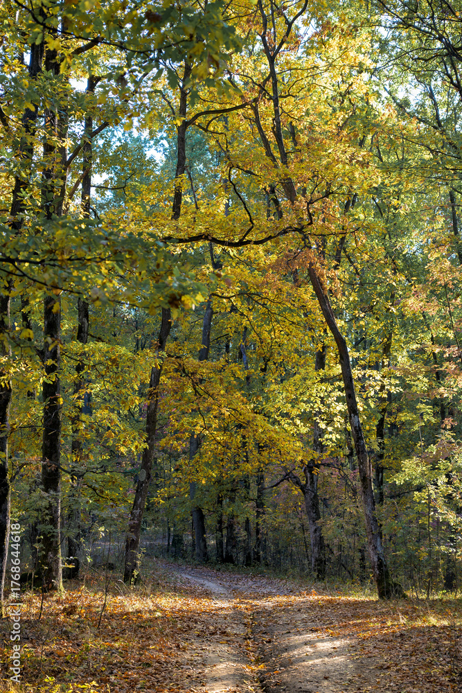 Fototapeta premium The forest in autumn clothes. Yellow leaves on the tree branches.