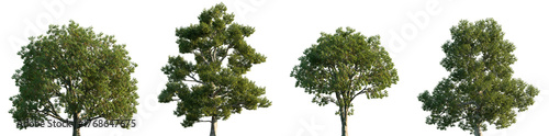 Konstfotografi Set of 2 Ulmus americana and 2 Ulmus laevis frontal street trees isolated png on