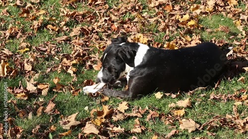 Black and white dog chewing a bone on autumn leaves
