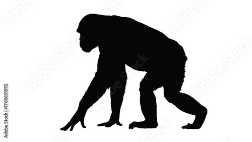 Silhouette of a chimpanzee ape in a walking pose isolated vector illustration on white background