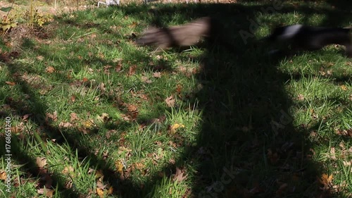 Two dogs playing and running in a yard with autumn leaves
