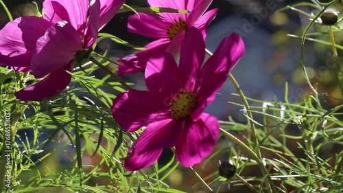 Bees flying and gathering pollen on cosmos flowers
