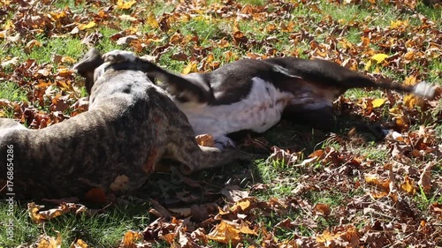 White fence and pasture, trees with autumn leaves
