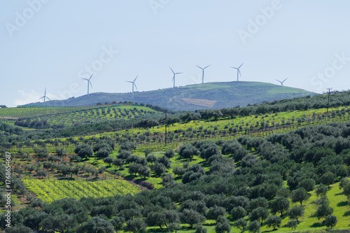Olive groves and wind turbines on green hills, Crete