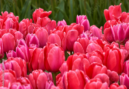 Tulips Big Love in blossom, the Netherlands                           
