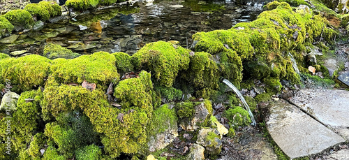 Lush green moss covers a stone wall surrounding a tranquil pond, with clear water reflecting the natural beauty of the environment and inviting serenity and peace