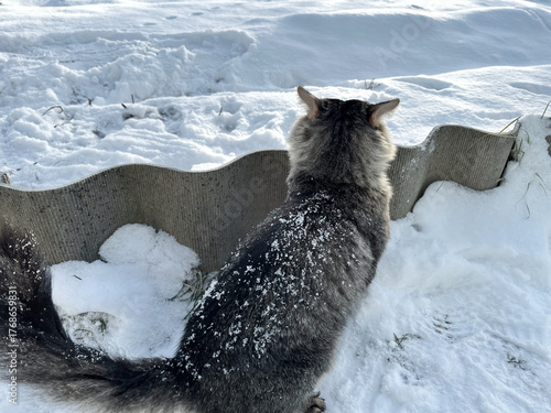 Cat with fluffy fur is observing snowy surroundings, standing near a textured barrier, capturing a moment of exploration in a peaceful winter scene