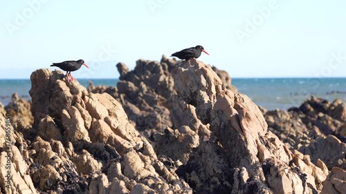 Pair of black coastal birds standing on seaside rocks under bright sunlight with blue ocean background creating a natural wildlife scene
