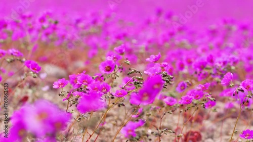 Purple wildflowers 