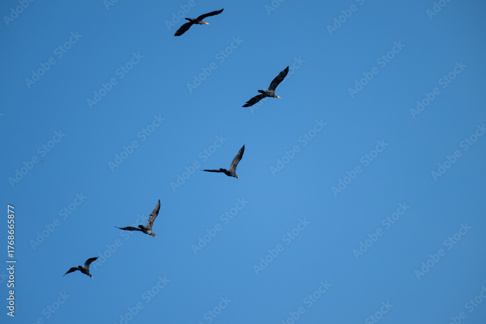Fototapeta premium Six birds soar diagonally across a clear blue sky, their wings outstretched in synchronized mid-flight.
