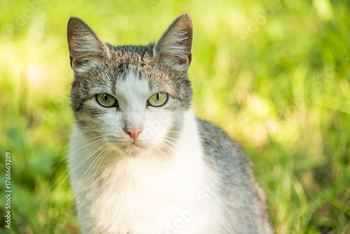 Domestic cat sitting in summer garden, looking directly at camera. The cat's attentive expression and the vibrant green background create serene and natural scene.