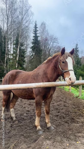 Brown Horse Looking Over Fence in Paddock, vertical video