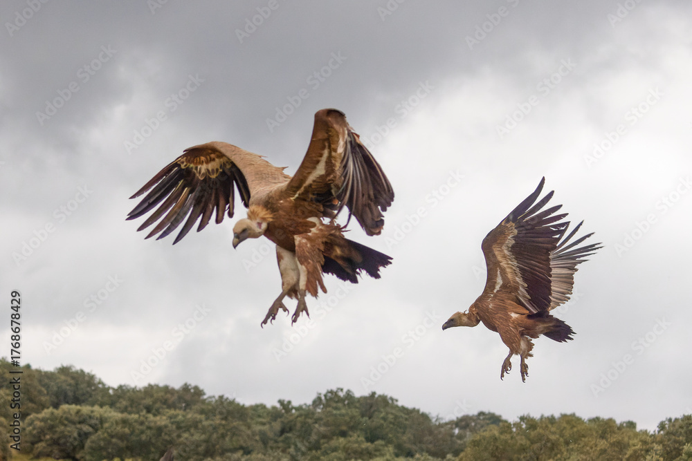 Obraz premium Gänsegeier im Anflug