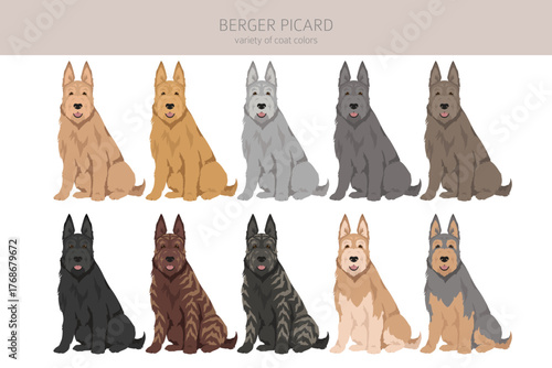 Berger picard clipart. Different coat colors and poses set.  Vector illustration